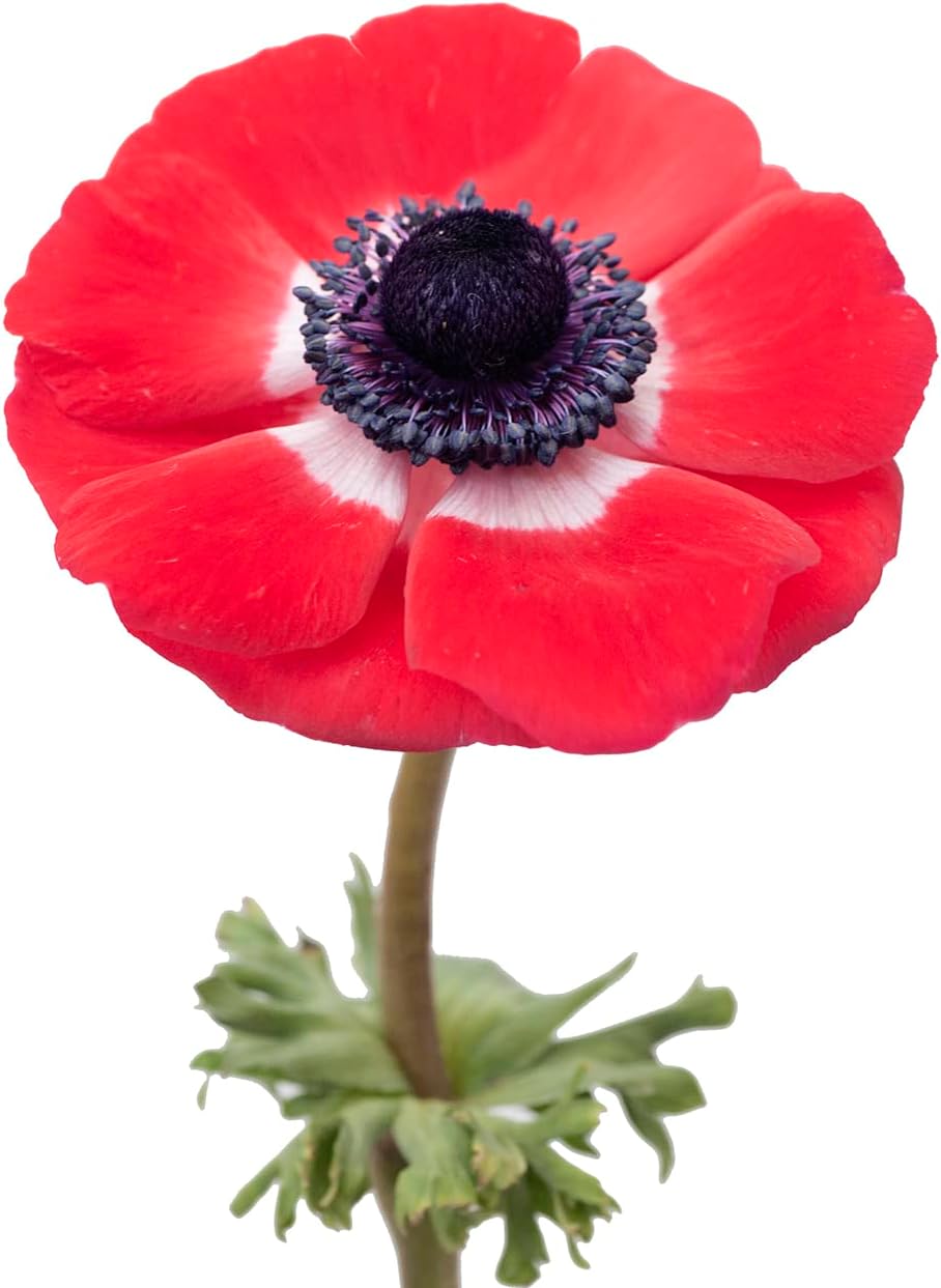 Elegant Red Anemone Flower Bulk Bundle