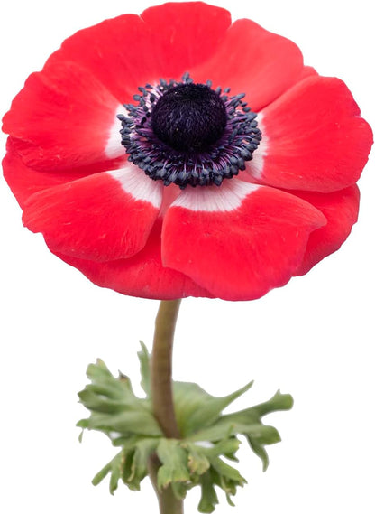 Elegant Red Anemone Flower Bulk Bundle