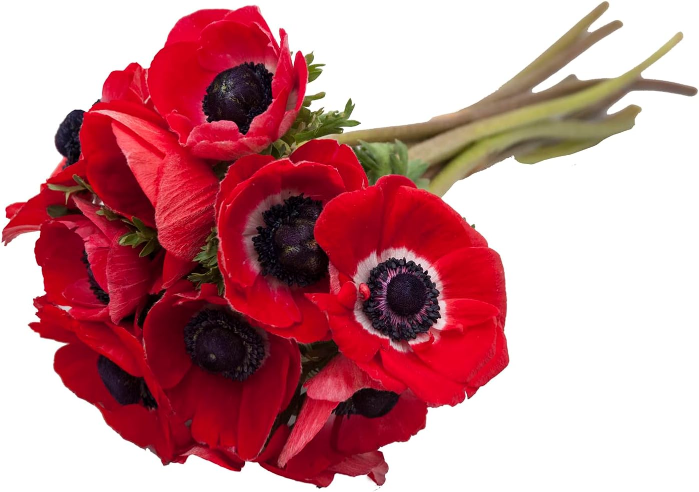 Elegant Red Anemone Flower Bulk Bundle