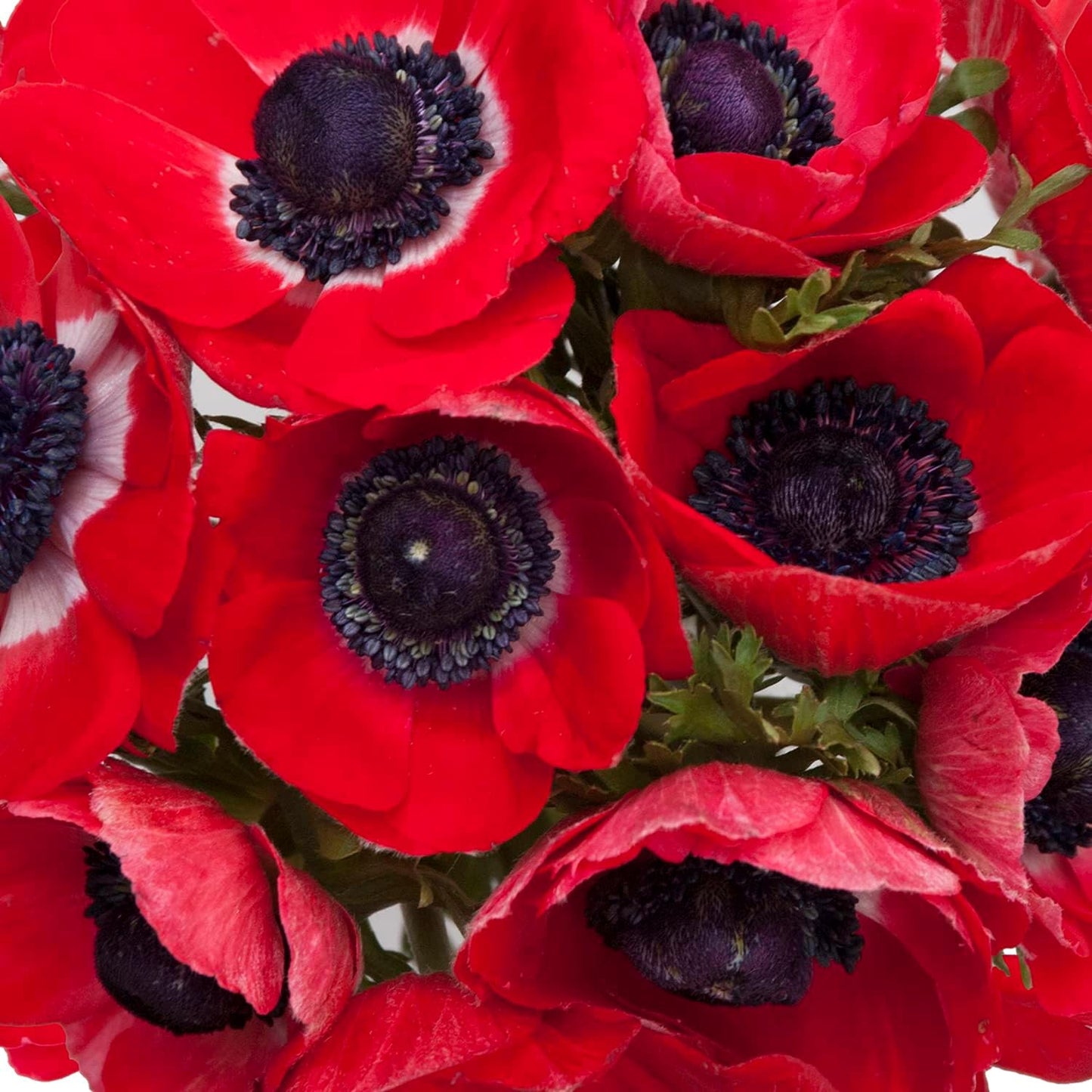 Elegant Red Anemone Flower Bulk Bundle