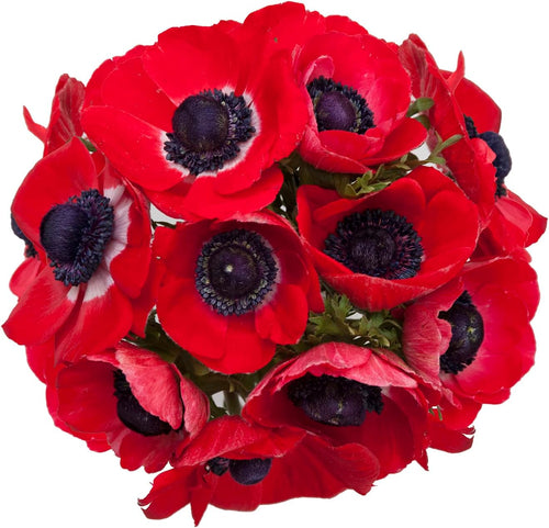 Elegant Red Anemone Flower Bulk Bundle